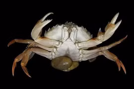 Sacculina carcini là 'bác sĩ chuyển giới' độc ác nhất thế giới động vật