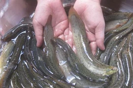 Loài cá quê mùa ở Việt Nam "lên đời" thành đặc sản giá trị