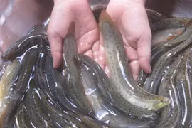 Loài cá quê mùa ở Việt Nam "lên đời" thành đặc sản giá trị