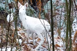 'Linh thú' trong truyền thuyết xuất hiện, dân mạng Trung Quốc xôn xao