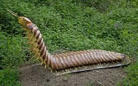 Phát hiện 'quái vật' bị phong ấn trong khối đá cổ, chuyên gia sửng sốt vì...