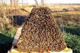 Nhân loại đã dùng côn trùng như một loại vũ khí sinh học thế nào?