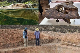 Tìm thấy hộp sọ hóa thạch cá sấu cổ đại 230.000 năm tuổi ở Thái Lan
