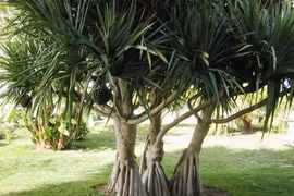 Cây Pandanus chỉ mọc trên vùng đất chứa kim cương