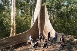 Chi tiết cây cổ thụ 400 tuổi ở Vườn Quốc gia Cát Tiên 