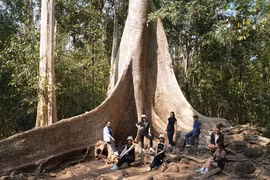 Chi tiết cây cổ thụ 400 tuổi ở Vườn Quốc gia Cát Tiên 