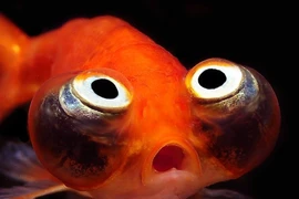 Loài cá độc lạ đáng thương, cứ thả về tự nhiên là... chết