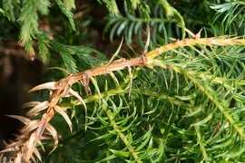 Loài gỗ quý chỉ 2 nước có, Việt Nam sở hữu tới... 1.000 cây