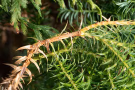 Loài gỗ quý chỉ 2 nước có, Việt Nam sở hữu tới... 1.000 cây