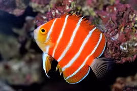 Những loài cá đắt nhất trên thế giới 