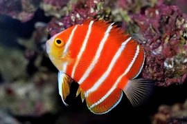 Những loài cá đắt nhất trên thế giới 