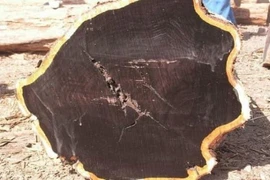 Loại gỗ đắt nhất thế giới được mệnh danh là 'vàng xanh'