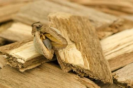 Nhặt được khúc gỗ lạ, vớ bẫm 'báu vật' Trời ban