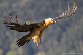 Loài chim quý hiếm nhất hành tinh, chuyên 'tắm trong sắt', thích ăn xương