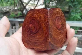 Loại gỗ đắt đỏ, quý hơn vàng ở Việt Nam