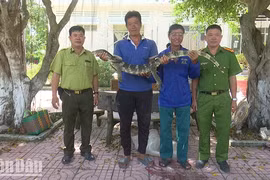 Kỳ đà hoa vừa được giao nộp ở Đồng Tháp có tên trong sách Đỏ