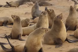 Hải cẩu vì sao có khả năng 'ân ái' mạnh nhất hành tinh?