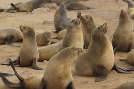 Hải cẩu vì sao có khả năng 'ân ái' mạnh nhất hành tinh?