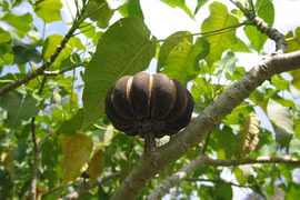 Loài cây nguy hiểm bậc nhất, quả phát nổ như bom