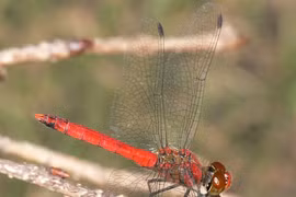 Những loài động vật gắn liền với quan niệm và truyền thống về cái chết