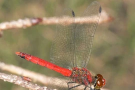 Những loài động vật gắn liền với quan niệm và truyền thống về cái chết