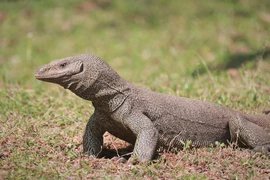 Kỳ đà hoa quý hiếm được giao nộp tại Huế: Loài cực quý hiếm