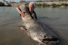 Câu cá trên sông, lạnh gáy đụng trúng 'quái ngư' từng ăn thịt người