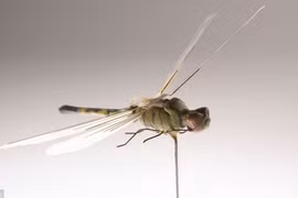 Tận mắt sự tinh vi của các thiết bị gián điệp do CIA phát triển