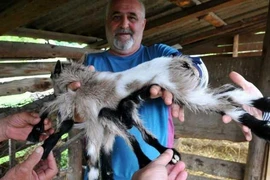 Chú dê con có gương mặt dị dạng gây sốt