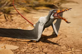 Thằn lằn bay 'tí hon' có hàm răng quái vật, nhọn hoắt như kim