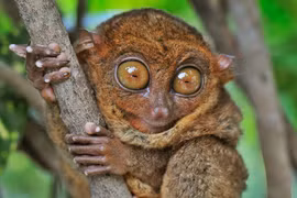 Bắt gặp loài động vật quý như vàng 45 triệu tuổi trong rừng sâu