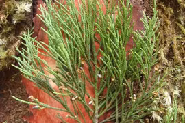 Loài cây 700 tuổi trường thọ trên non thiêng Yên Tử, chỉ 7 nước có 