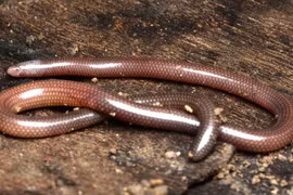 Loài động vật 'mù lòa' chỉ có ở Việt Nam, thế giới không xuất hiện 