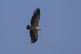 Những loài chim không chỉ bay xa mà còn bay ở độ cao đáng kinh ngạc