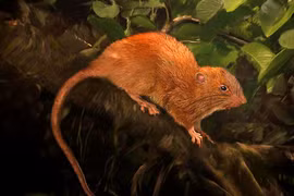 Chuột khổng lồ hiếm nhất thế giới bất ngờ lộ diện, kích thước gây bàng hoàng 