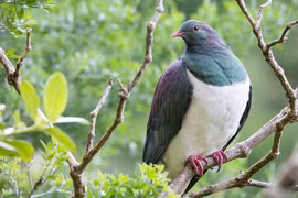 Những 'gã chim say xỉn' trên bầu trời 