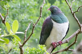 Những 'gã chim say xỉn' trên bầu trời 