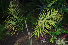 Chi tiết những loài cây trong Sách đỏ ở Khu bảo tồn thiên nhiên Hòn Bà