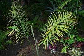 Chi tiết những loài cây trong Sách đỏ ở Khu bảo tồn thiên nhiên Hòn Bà