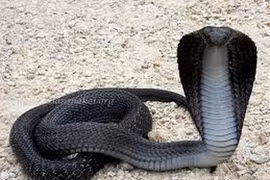 Mải lướt điện thoại, suýt bị 'quái thú' tấn công