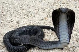 Mải lướt điện thoại, suýt bị 'quái thú' tấn công