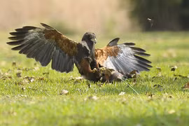Loài chim săn mồi cực khét, diều hâu gặp cũng phải "tắt điện"