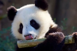 Vì sao gấu trúc ăn chay vẫn béo?