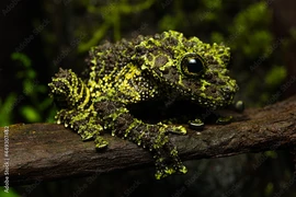 Loài ếch chỉ có ở Việt Nam, ngoại hình kỳ lạ nhất trên hành tinh