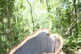 Loài gỗ đen quý hiếm nhất thế giới đang dần tuyệt chủng?