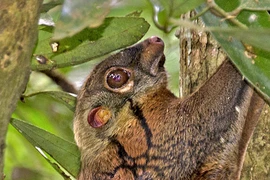 Xem loài thú nhưng bay lượn như chim ở Việt Nam 