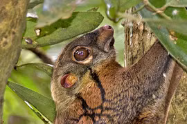 Xem loài thú nhưng bay lượn như chim ở Việt Nam 