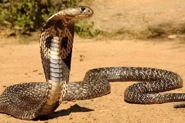 Rắn hổ mang chúa dài 4,5 mét nuốt chửng một con rắn khác