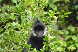 Voọc gáy trắng xuất hiện ở Quảng Bình là loài cực quý hiếm