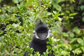 Voọc gáy trắng xuất hiện ở Quảng Bình là loài cực quý hiếm